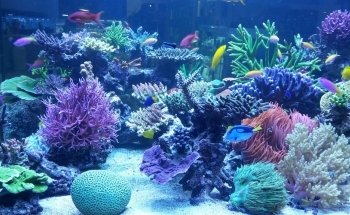 SEABOX AQUARIUM & PETS Srl