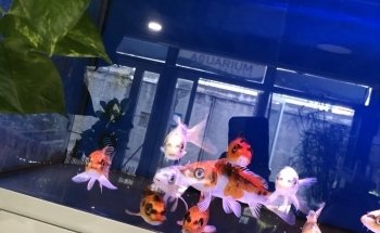 Aquarium Center Trento s.n.c. di Visintainer Carlo & C.