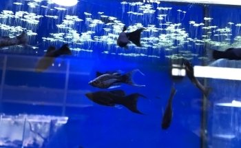 Aquarium Center Trento s.n.c. di Visintainer Carlo & C.