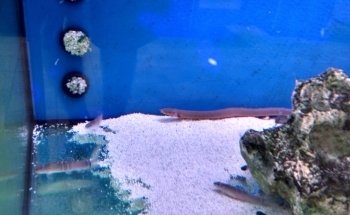 Aquarium Center Trento s.n.c. di Visintainer Carlo & C.
