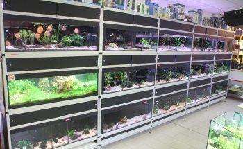 sala del cane