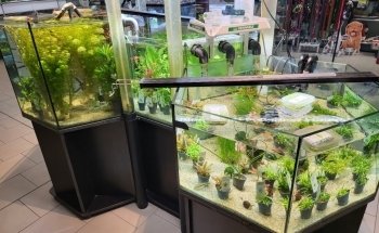 sala del cane