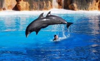 Dolphinarium