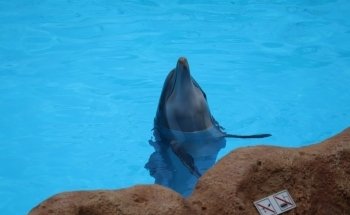 Dolphinarium