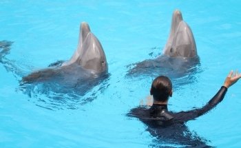 Dolphinarium