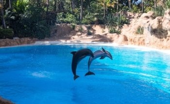 Dolphinarium
