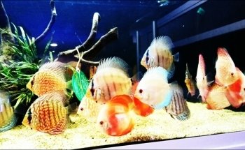 Natura Acquario