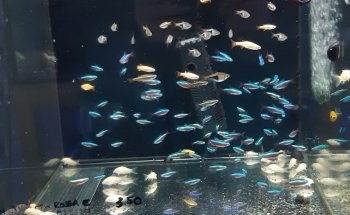 Natura Acquario