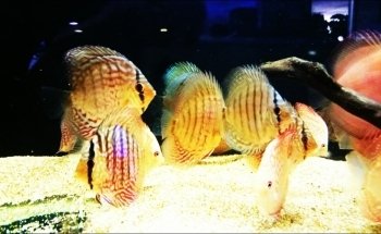 Natura Acquario