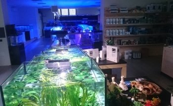 Nature Aquarium