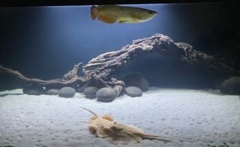 Acquari su misura artigianali - AcquarioPro
