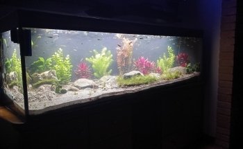 Acquari su misura artigianali - AcquarioPro