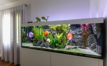 Custom Made Aquariums - AcquarioPro