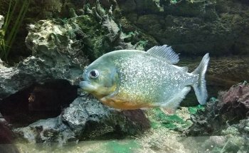 Bolsena Aquarium