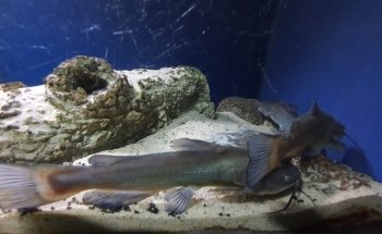 Bolsena Aquarium