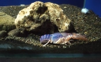 Bolsena Aquarium