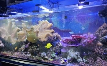 AcquariShop