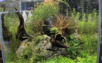 AcquariShop