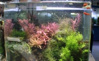 AcquariShop