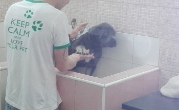 Mondo Cane