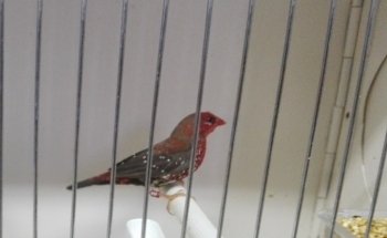 Animali da 0 a 4 zampe