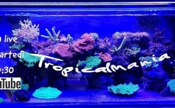 Tropicalmania