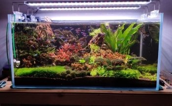 Tropicalmania