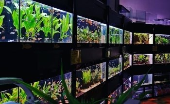 Tropicalmania