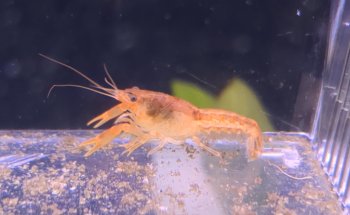 aquarium