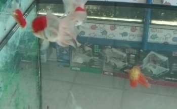 aquarium