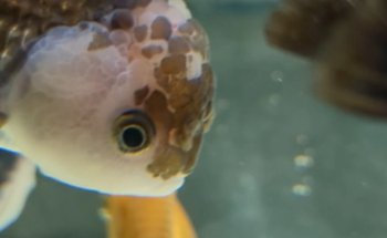 aquarium
