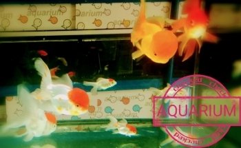 aquarium