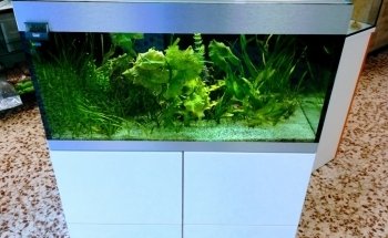 aquarium