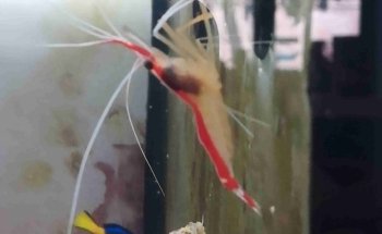 aquarium