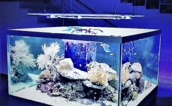 PRODAC International