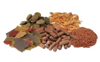 PRODAC International