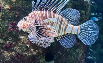 Aquarium