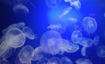 Aquarium