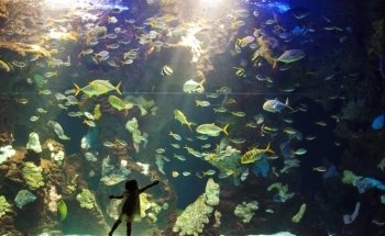 Aquarium