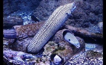 Aquarium