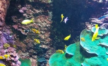 Aquarium