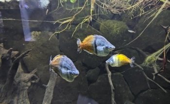 BlueWorld Aquarium