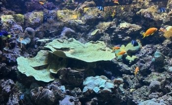 BlueWorld Aquarium