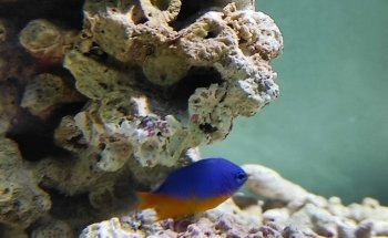 Pedigree Pet Shop Copparo