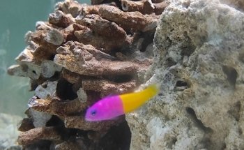 Pedigree Pet Shop Copparo