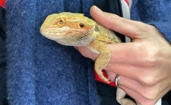 Allevamento Luca Angelotti