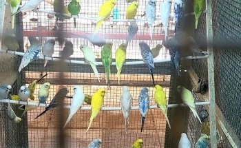 Allevamento Luca Angelotti