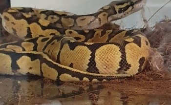 Allevamento Luca Angelotti