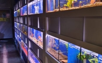 Allevamento Luca Angelotti