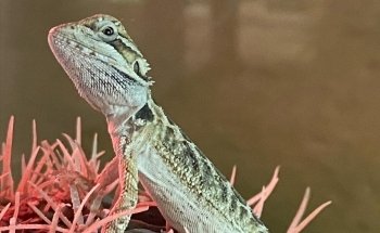 Allevamento Luca Angelotti